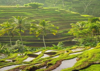 Ubud 